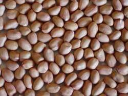 Manufacturers,Exporters,Suppliers of Ground Nut Seeds